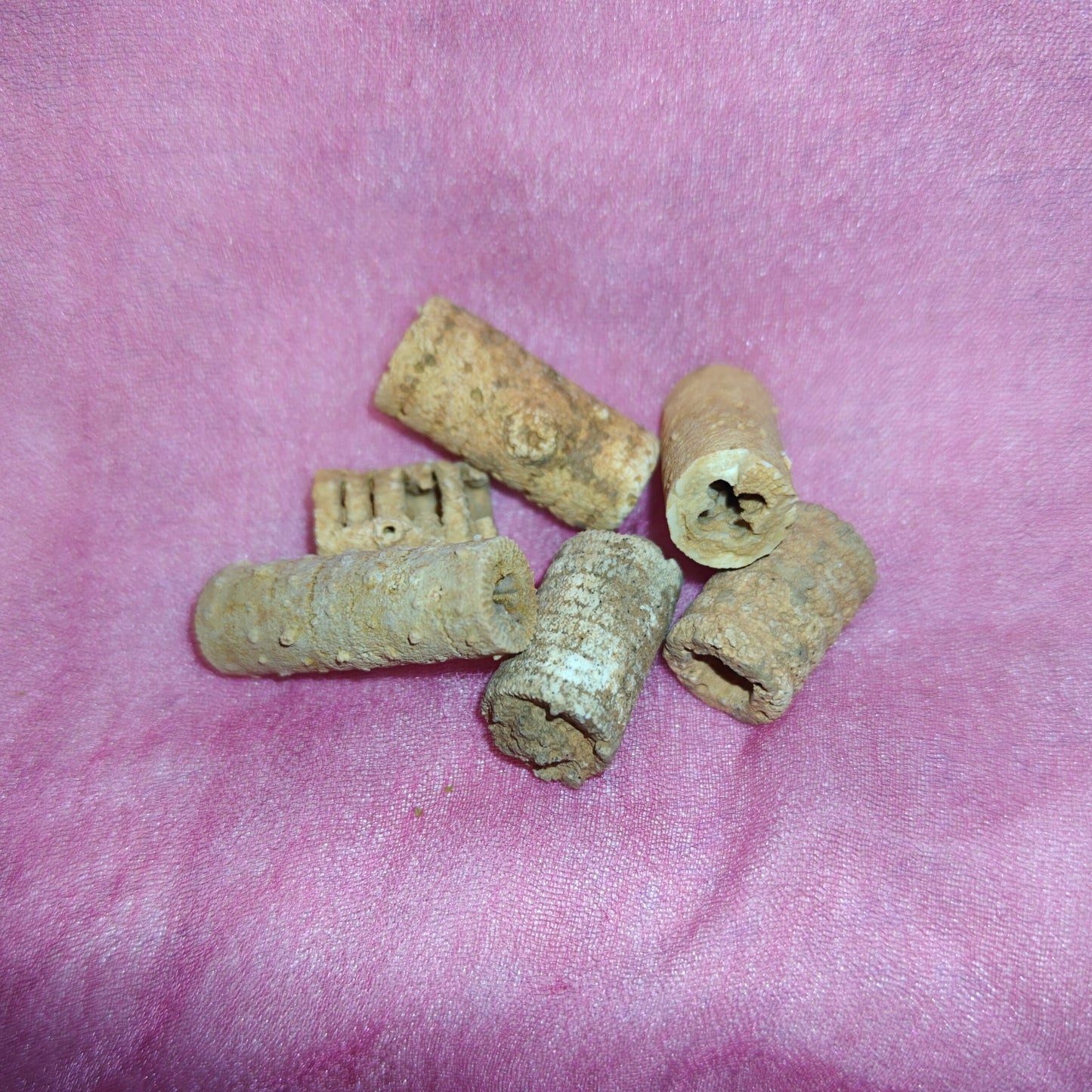Crinoid putki