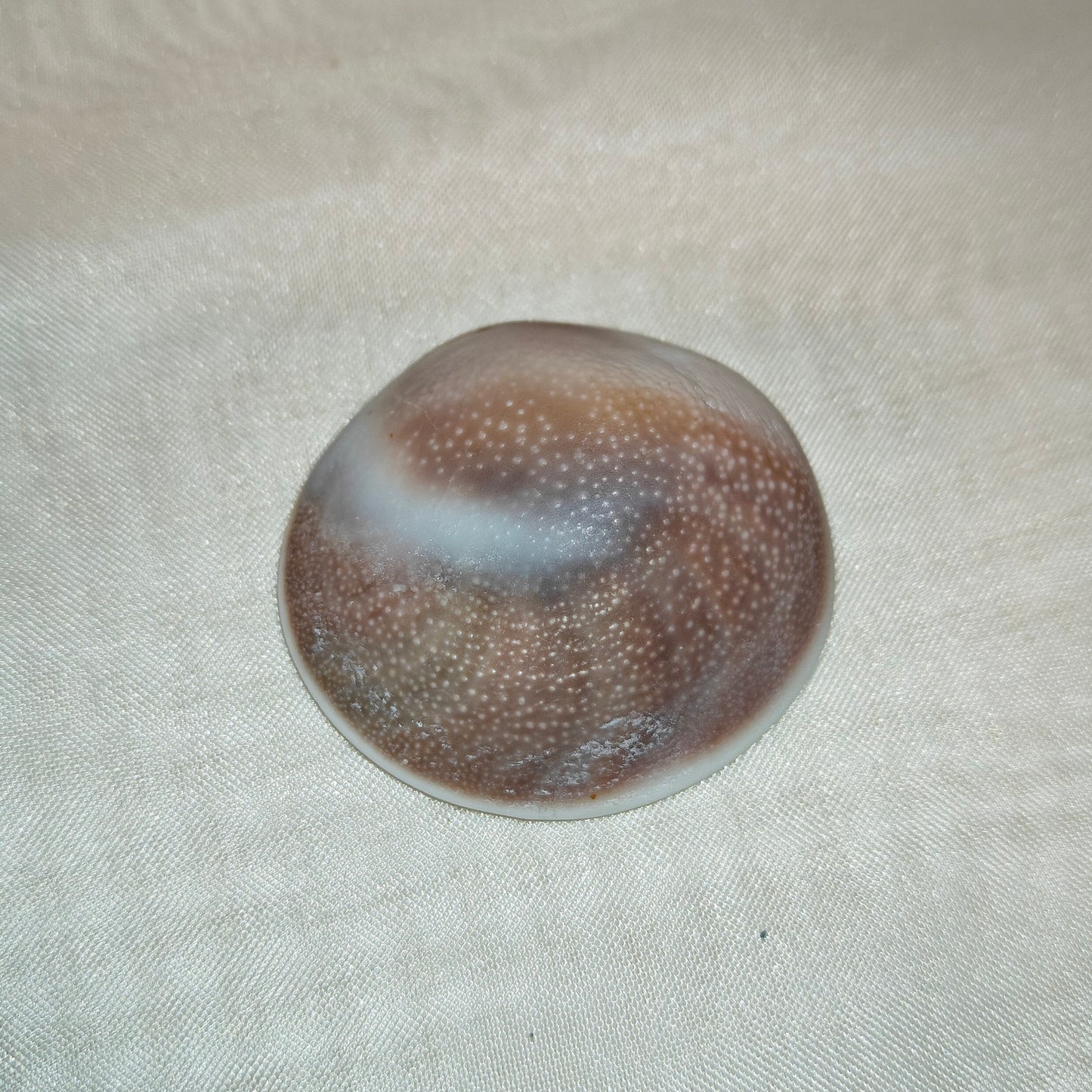 Shiva simpukka