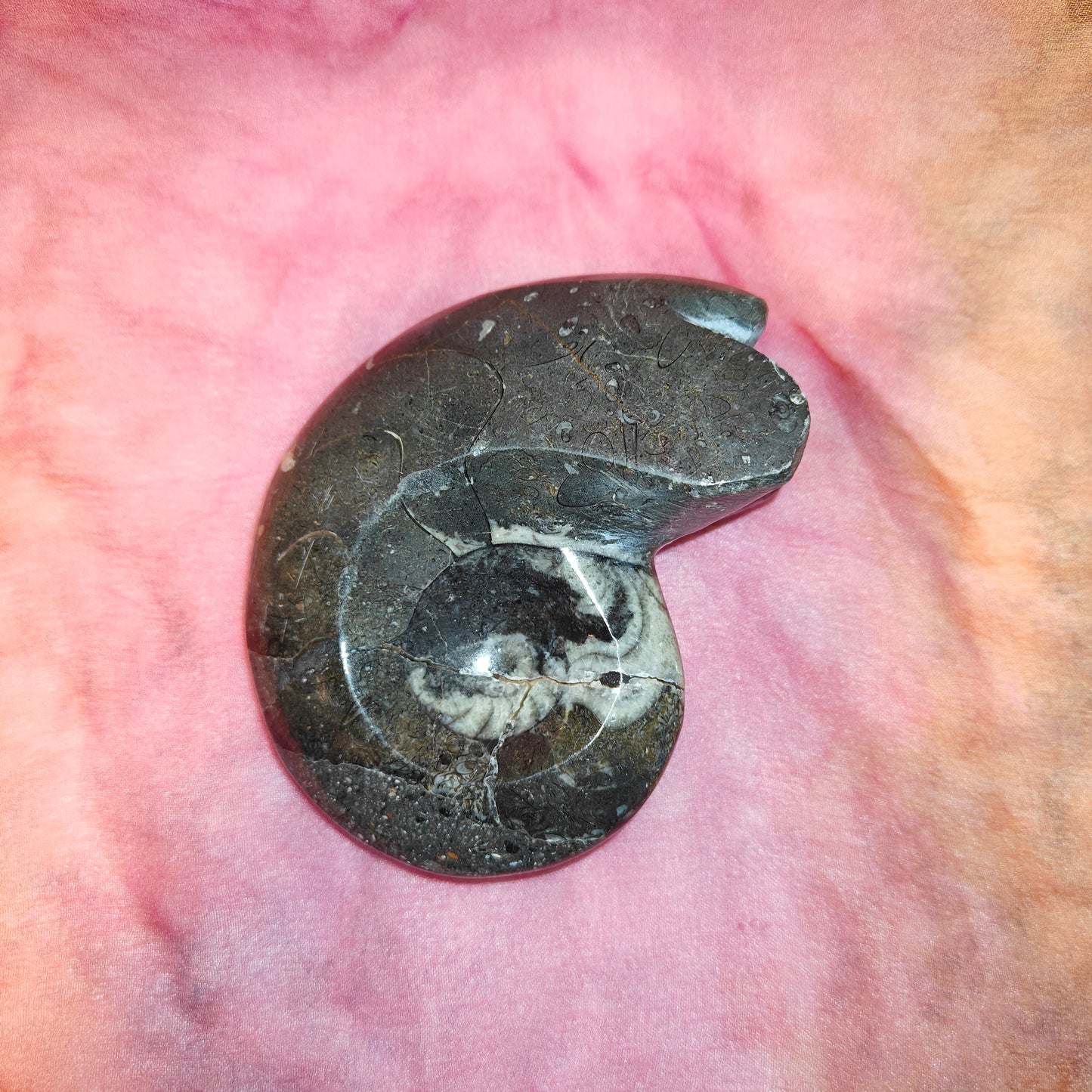 Goniatite iso
