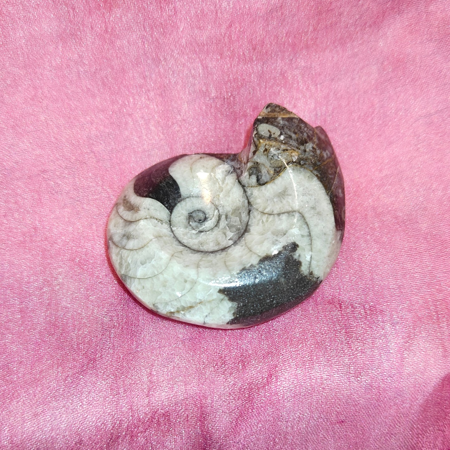 Goniatite