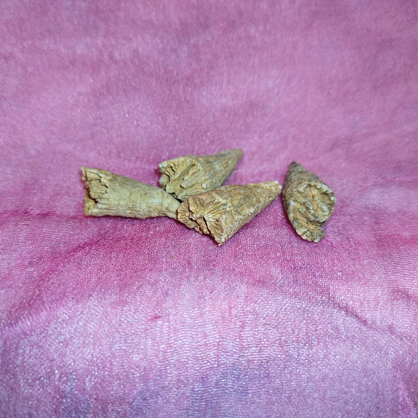 Triplophyllite horn coral