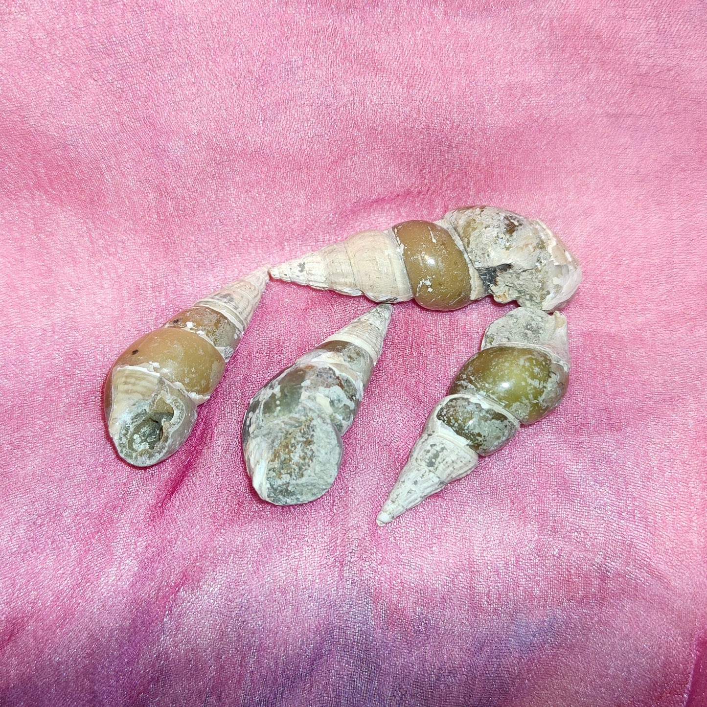 Kalsiitti gastropodi