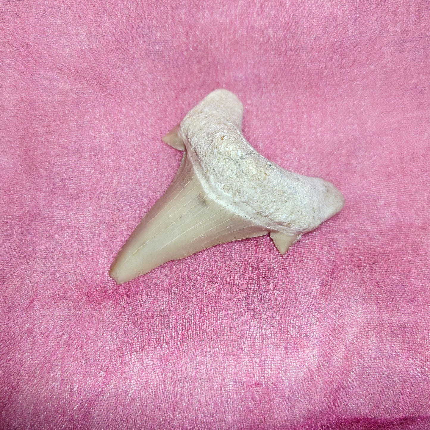 Hainhammas