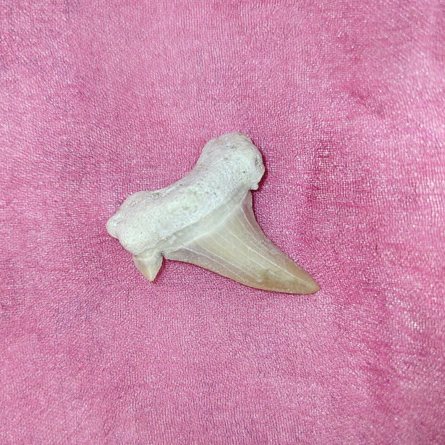 Hainhammas