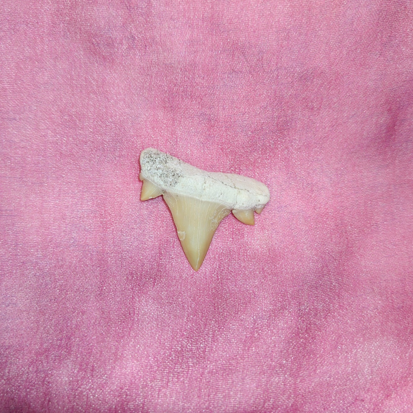 Hainhammas
