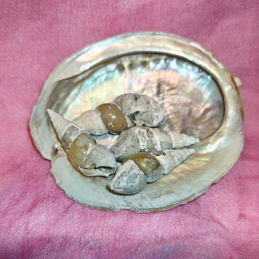 Kalsiitti gastropodi