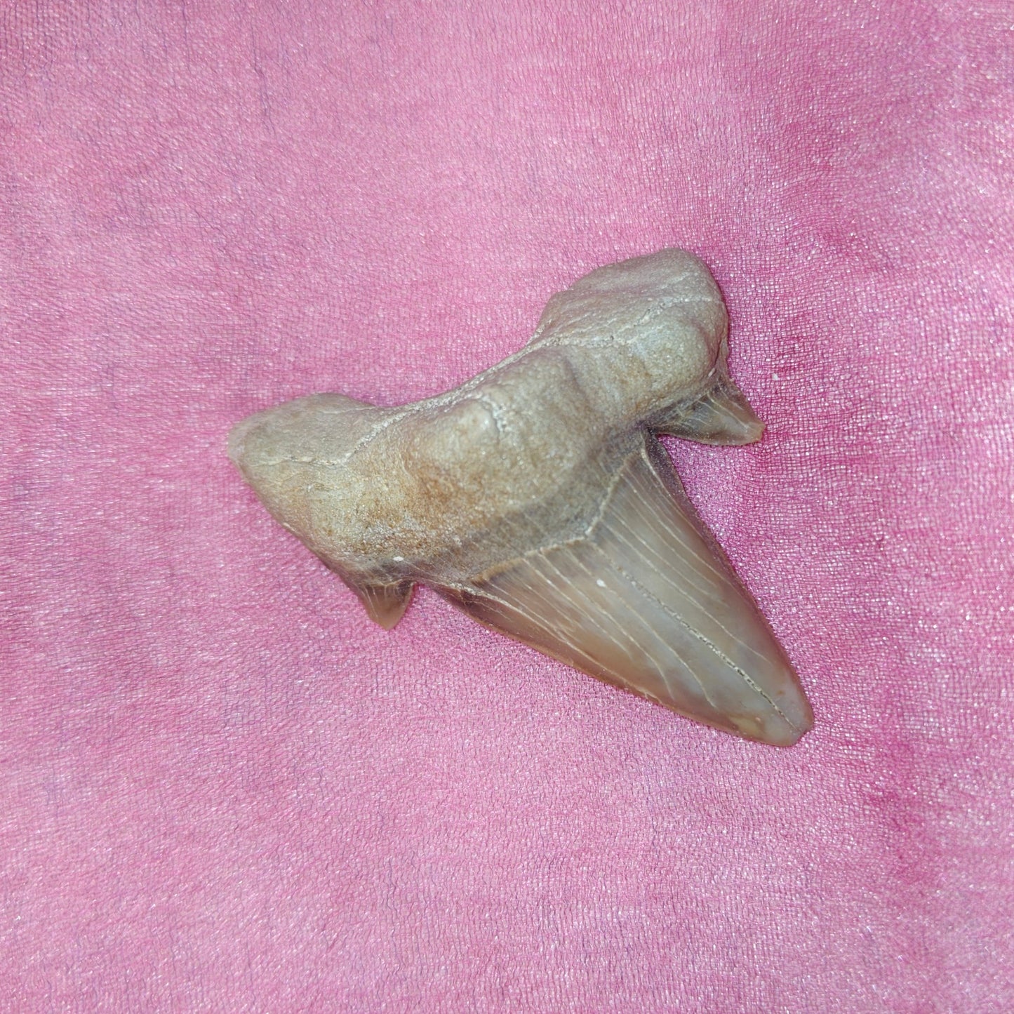 Hainhammas