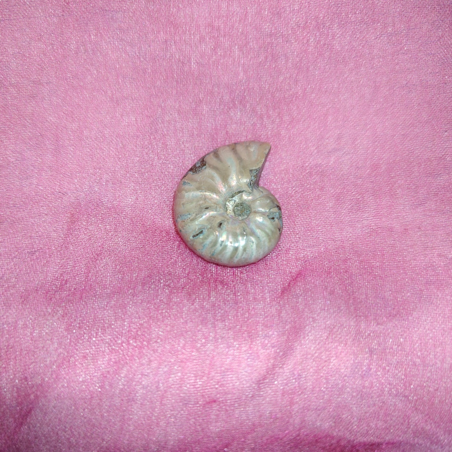 Mini ammoniitti