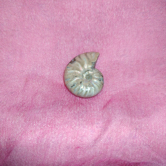 Mini ammoniitti