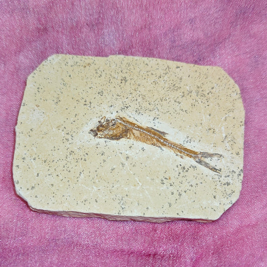 Dastilbe kalafossiili