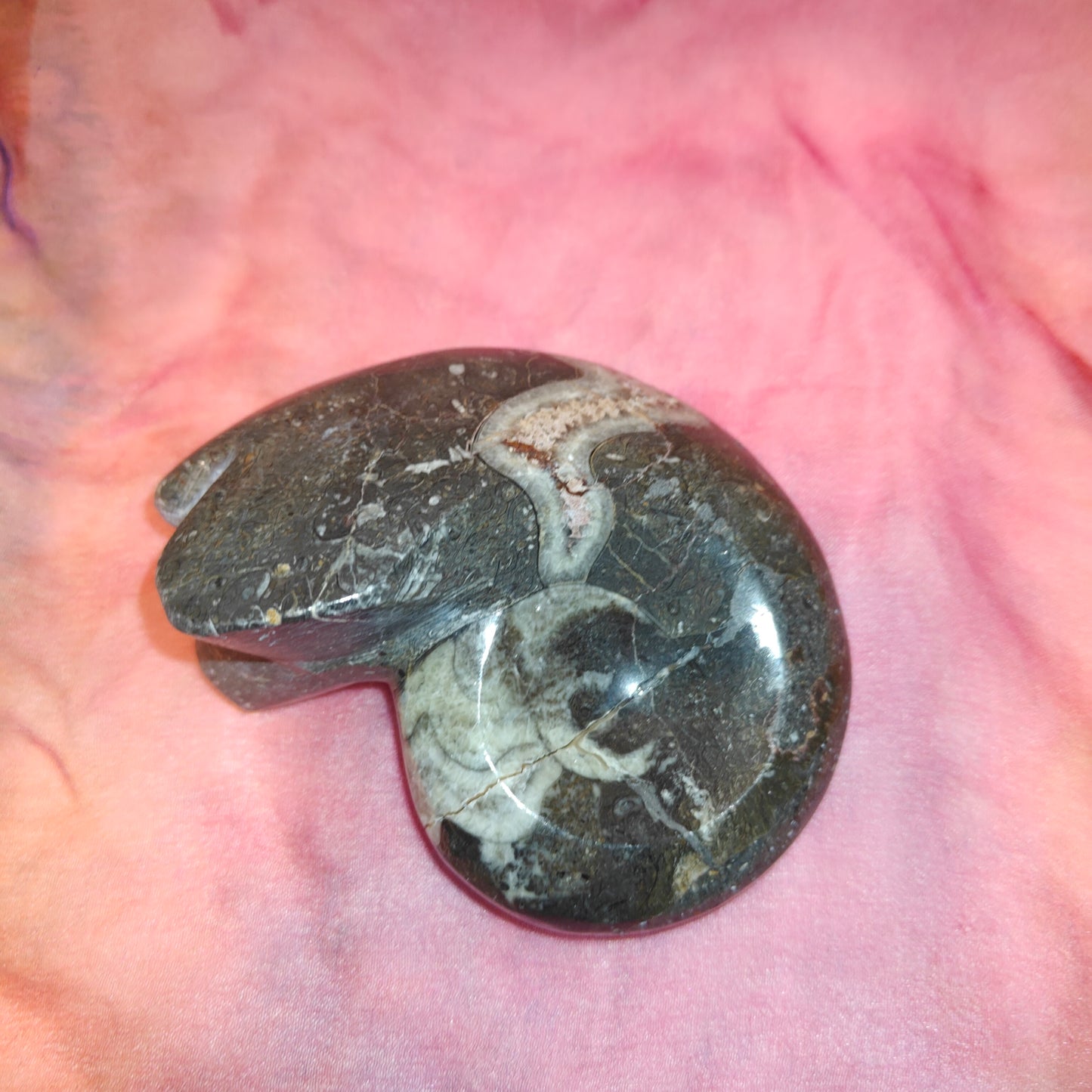Goniatite iso
