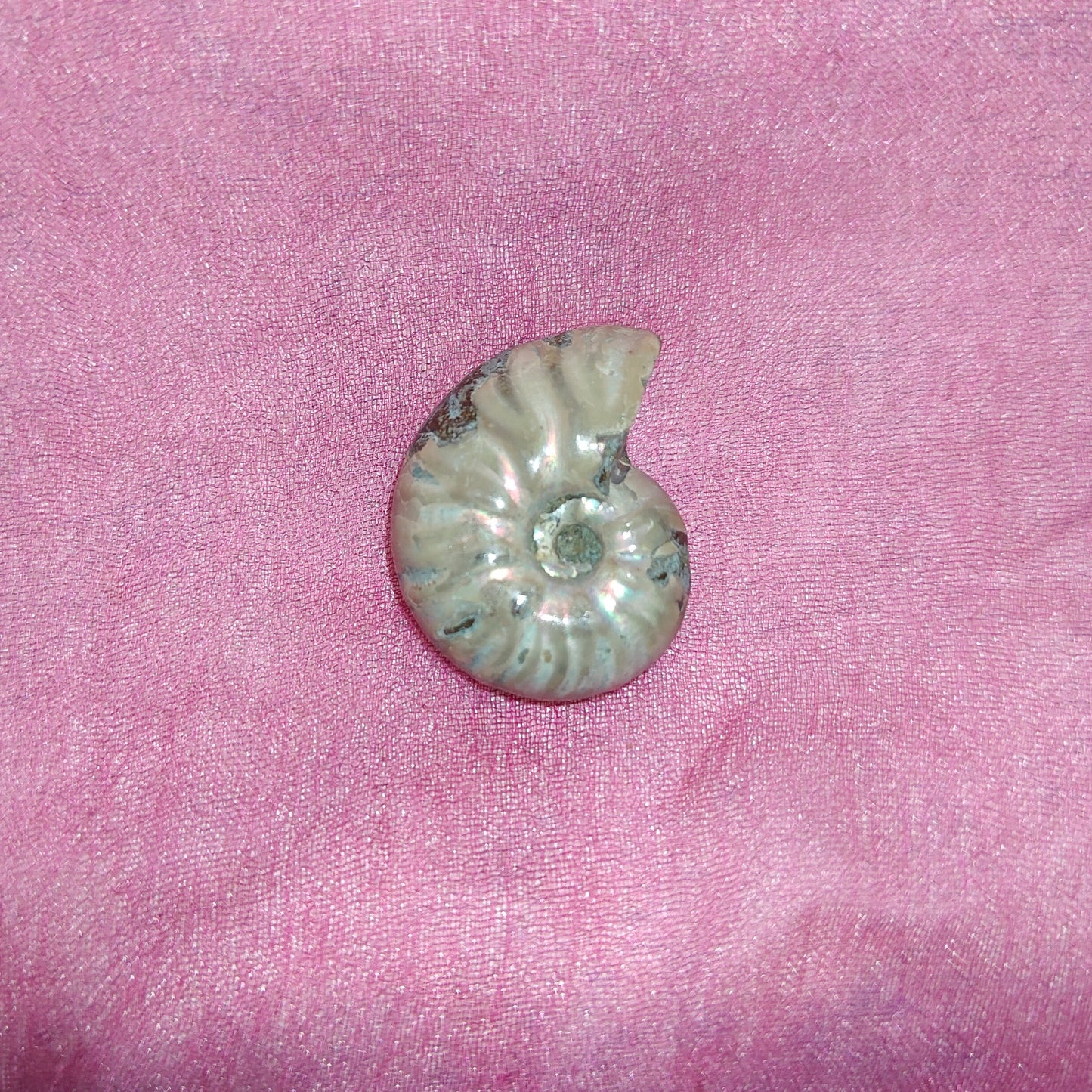 Mini ammoniitti