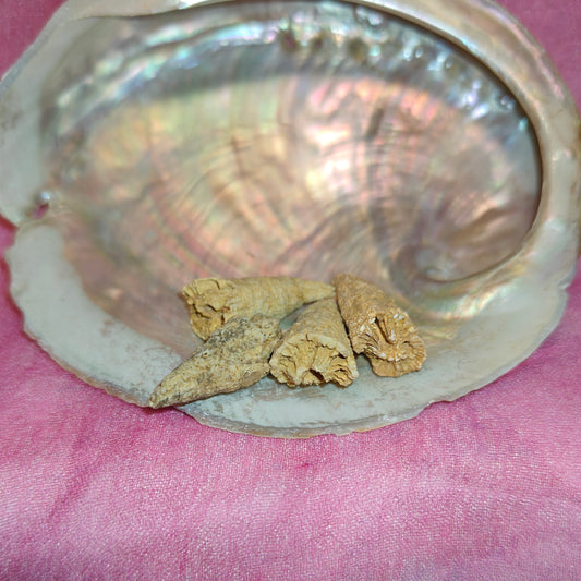 Triplophyllite horn coral